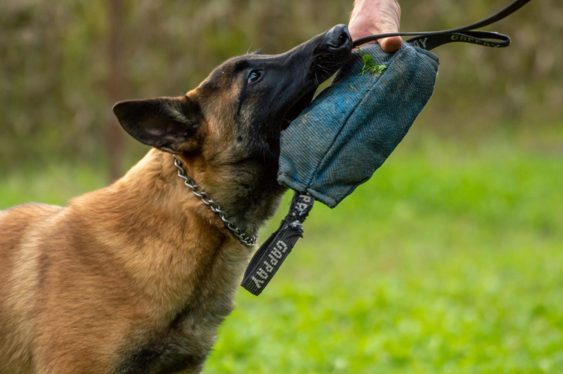 Close-up of a Belgian Malinois dog during a training session with a tug toy outdoors.